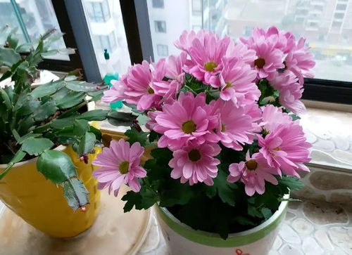 未來2個月新買的花要靜養，牢記3點，個個都能養成精品