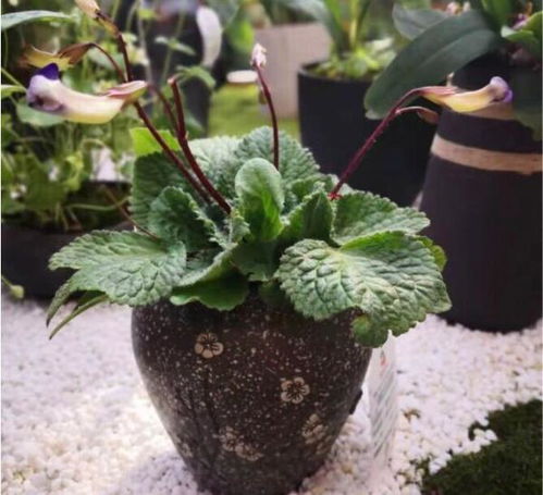 北京世園會省區市室內展品競賽第四次評審工作圓滿完成